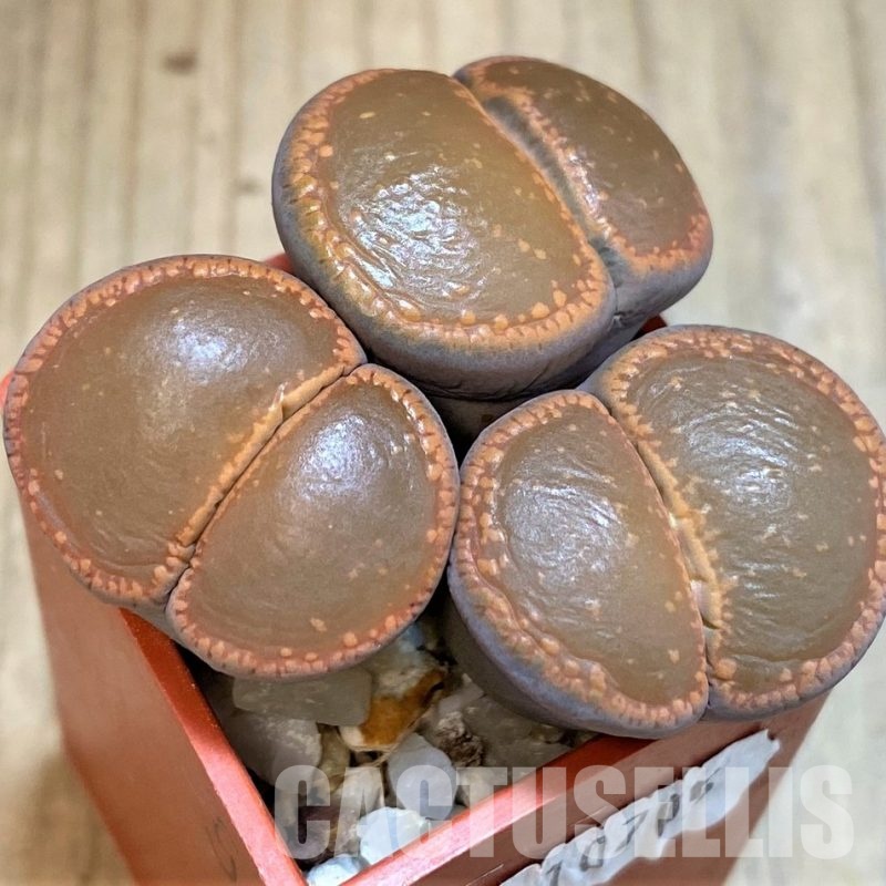 SH10705 Lithops aucampiae SH1748