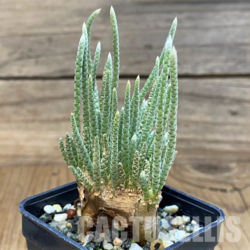 SH11055 Avonia alstonii