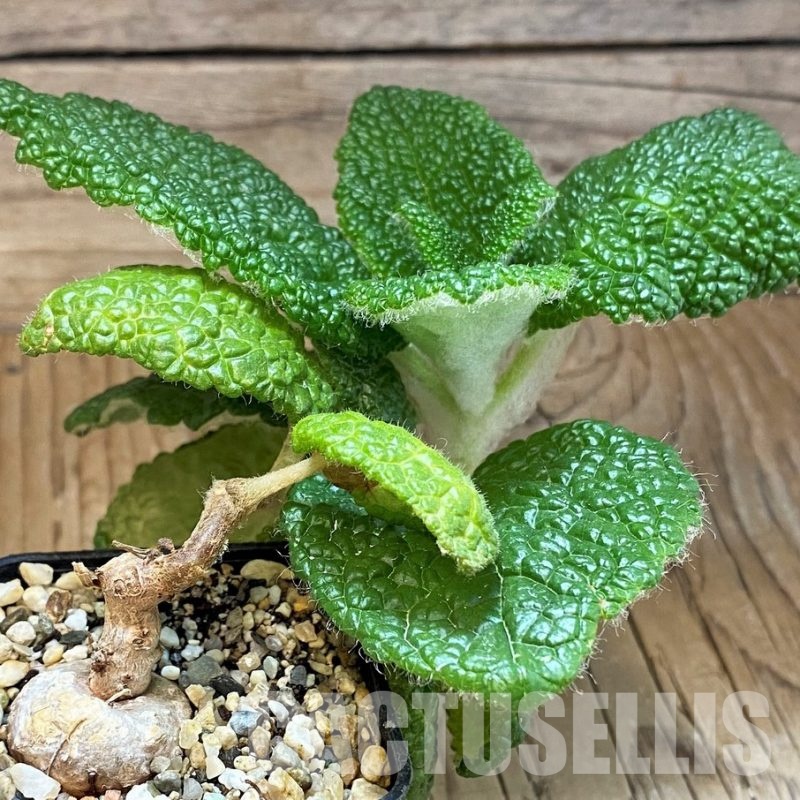 SH7959 Sinningia bullata