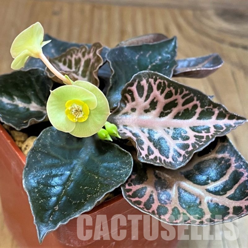 SH5925 Euphorbia francoisii hybrid