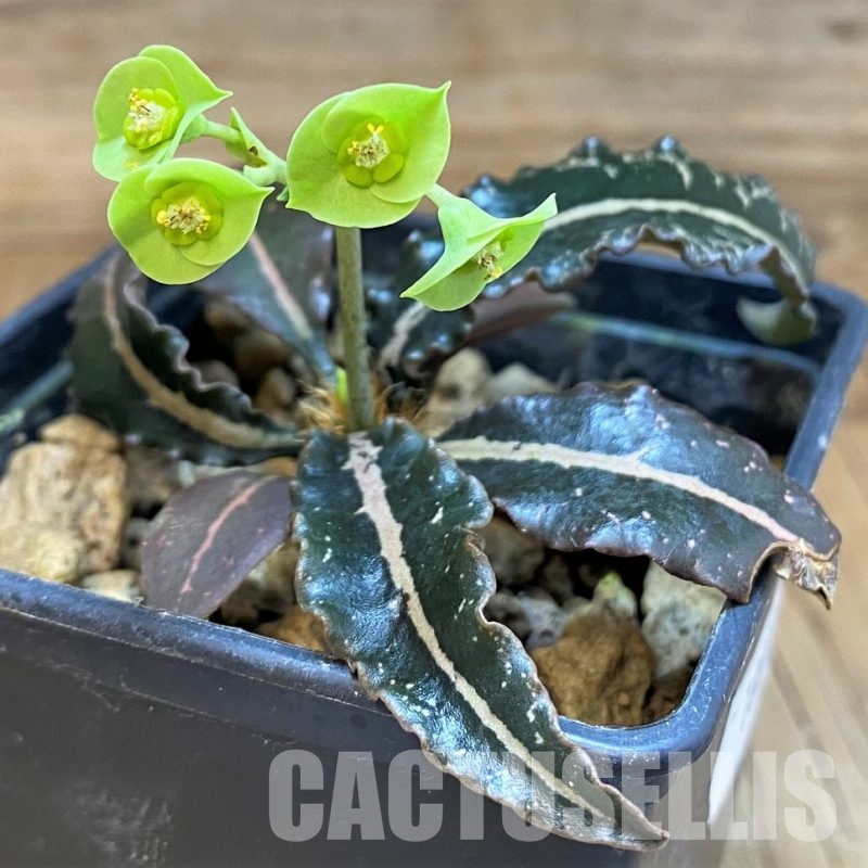 SH18889 Euphorbia francoisii hybrid