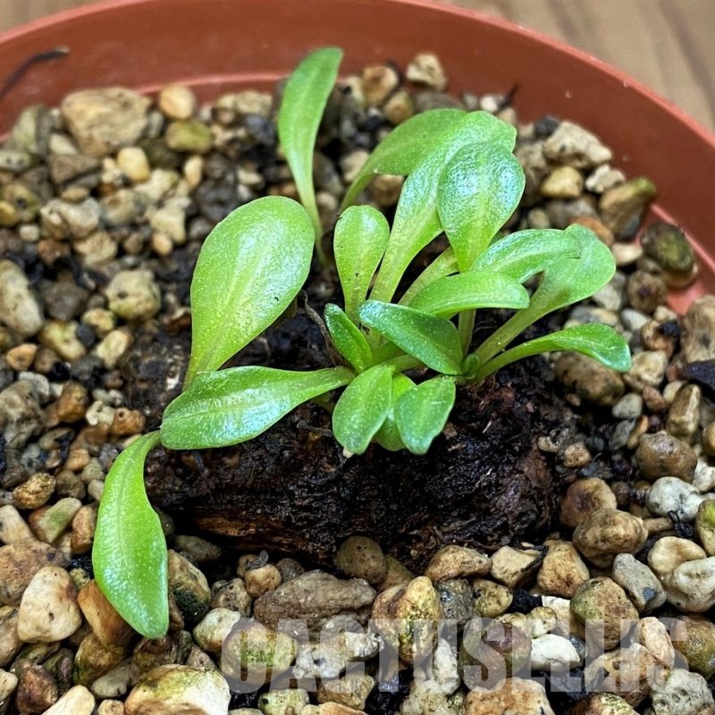 SH15214 Aeollanthus aff. subacaulis v. linearis