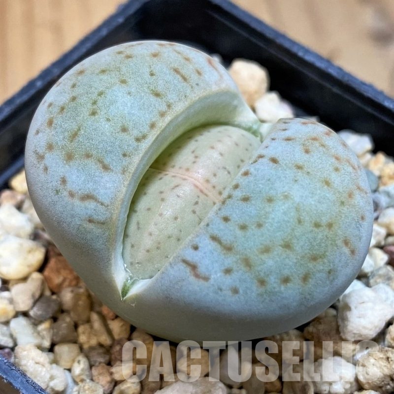 SH3939 Dinteranthus vanzylii