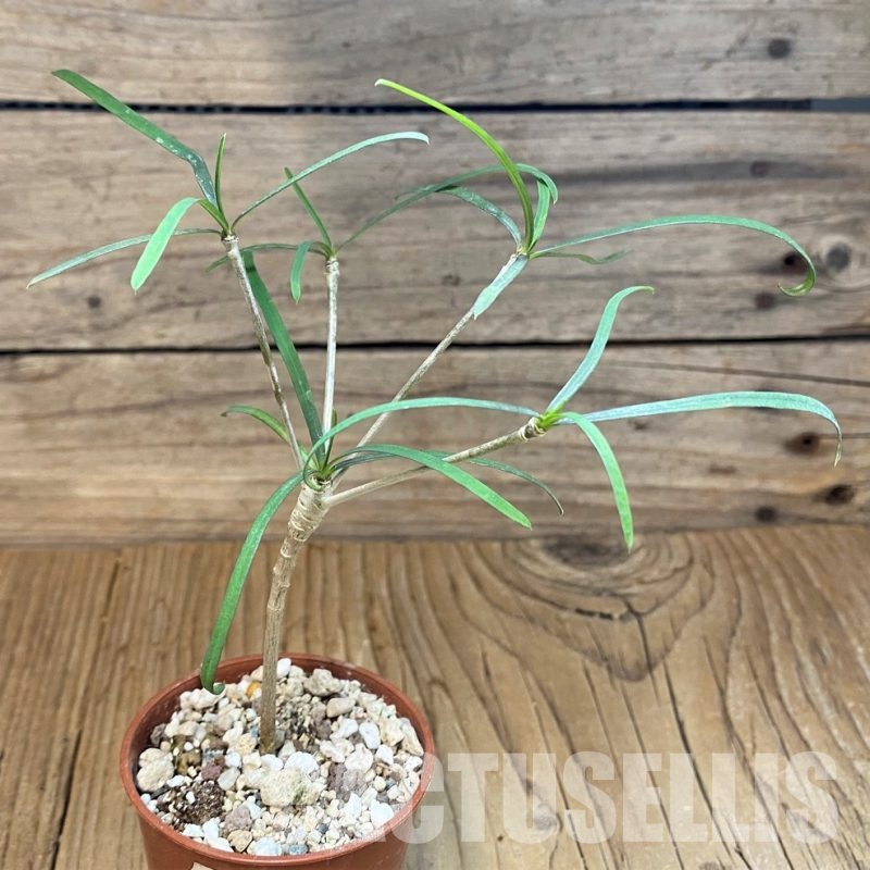 SH18379 Euphorbia hedyotoides