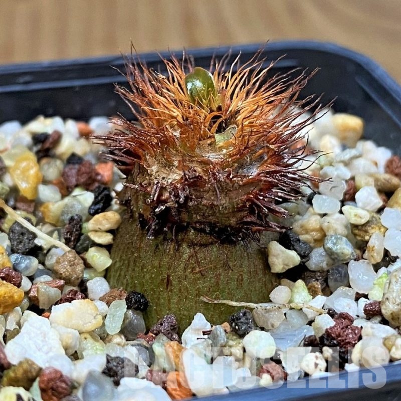 SH11059 Euphorbia ramena