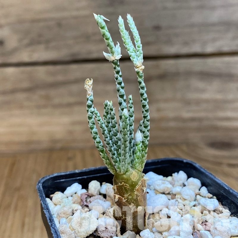 SH13012 Avonia alstonii, white flower