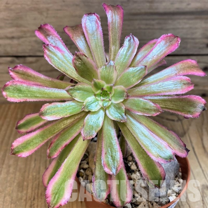 SH28943 Aeonium ‘Mardi Gras’