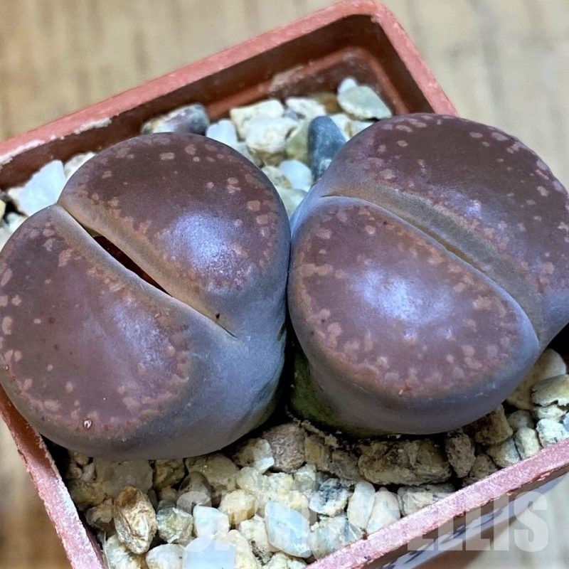 SH28983 Lithops aucampiae,ex Kokerboom Nursery