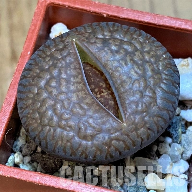 SH28984 Lithops aucampiae ssp. euniceae