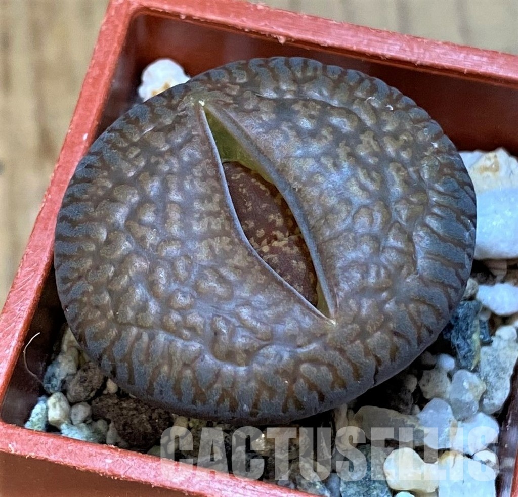 SH28984 Lithops aucampiae ssp. euniceae