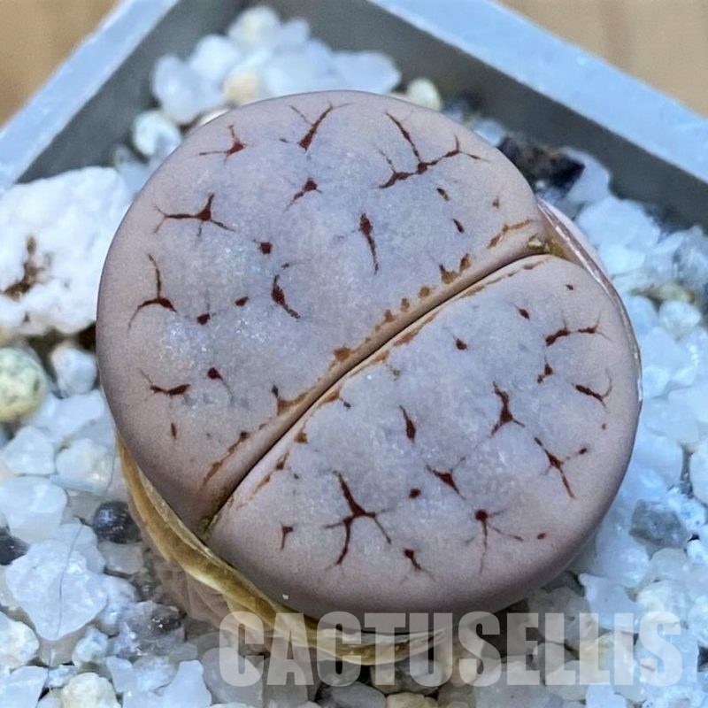 SH28985 Lithops gracilidelineata