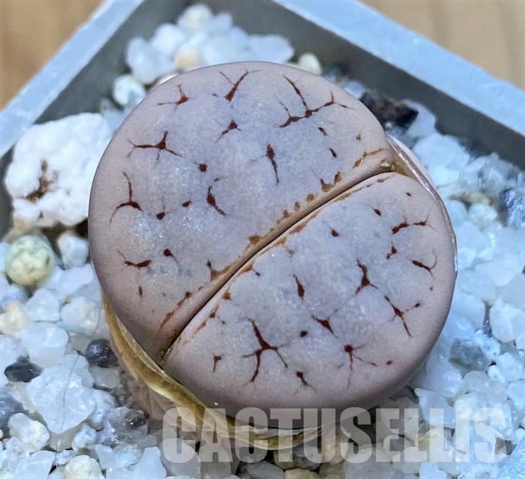 SH28985 Lithops gracilidelineata