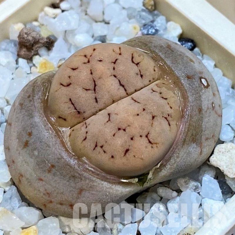 SH28986 Lithops gracilidelineata