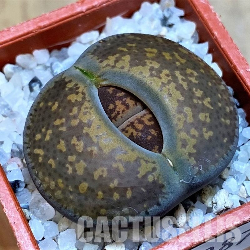 SH28987 Lithops aucampiae, Majading form