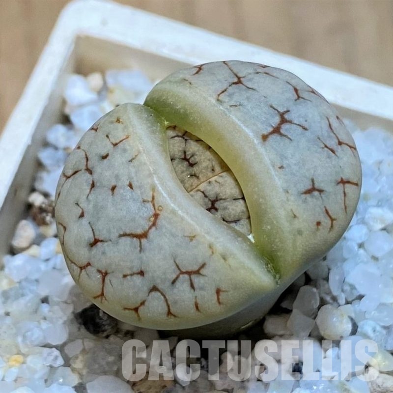 SH28988 Lithops gracilidelineata v. brandbergensis