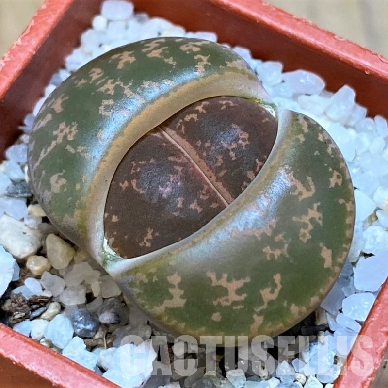 SH28989 Lithops lesliei
