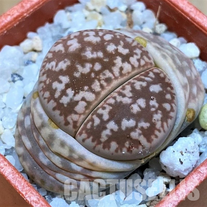 SH28990 Lithops gesinae