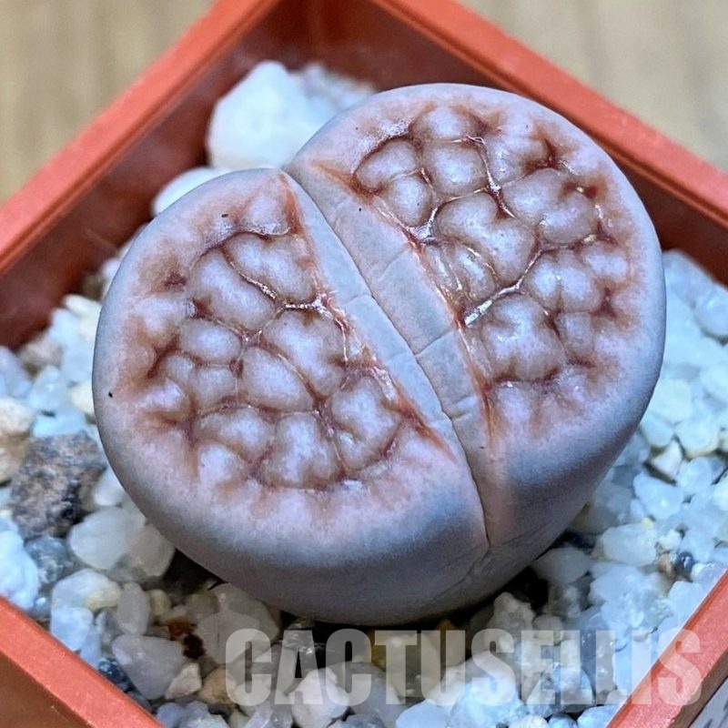 SH28991 Lithops karasmontana 'Wrinkle Freddy'