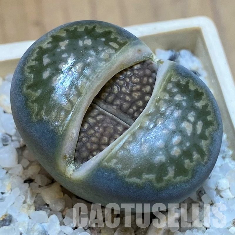 SH28992 Lithops halii