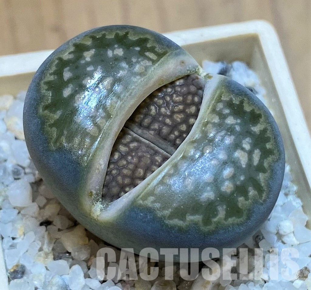 SH28992 Lithops halii