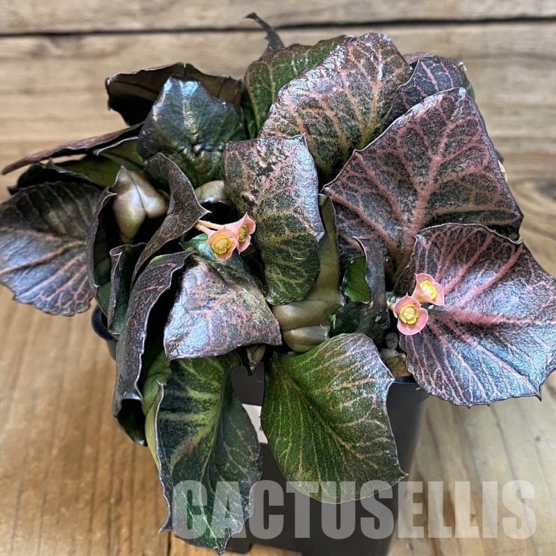 SH28944 Euphorbia francoisii hybrid