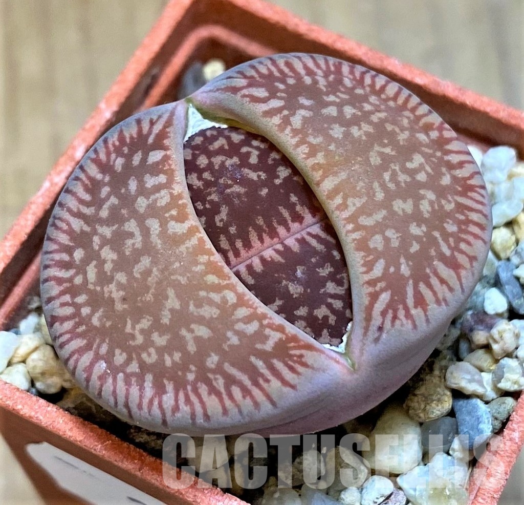 SH28993 Lithops aucampiae v. fluminalis