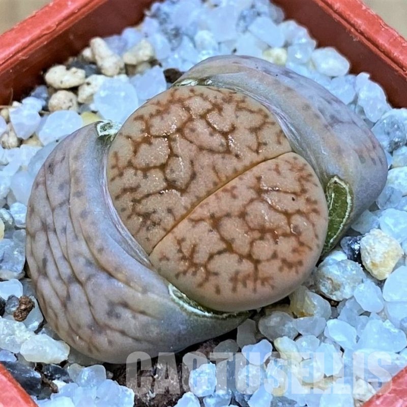 SH28994 Lithops 'Talisman' F2