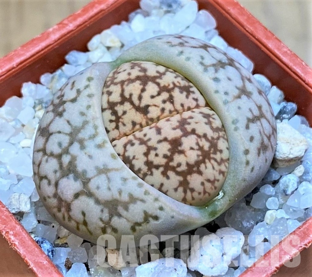 SH28995 Lithops 'Talisman' F2
