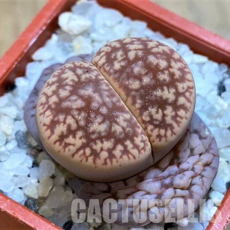 SH28997 Lithops gesinae