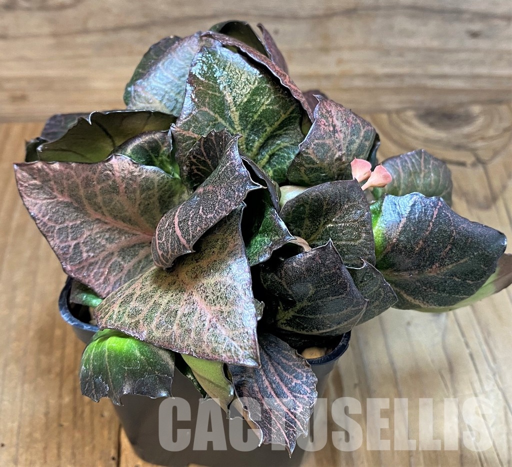 SH28944 Euphorbia francoisii hybrid - Obrázek 2