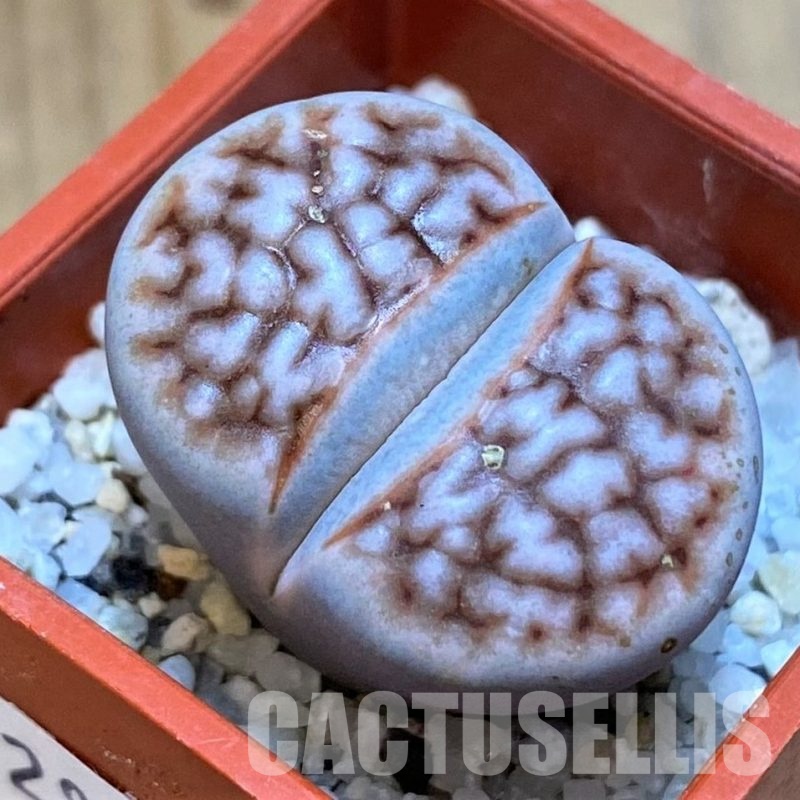 SH28998 Lithops karasmontana ‘Wrinkle Freddy’