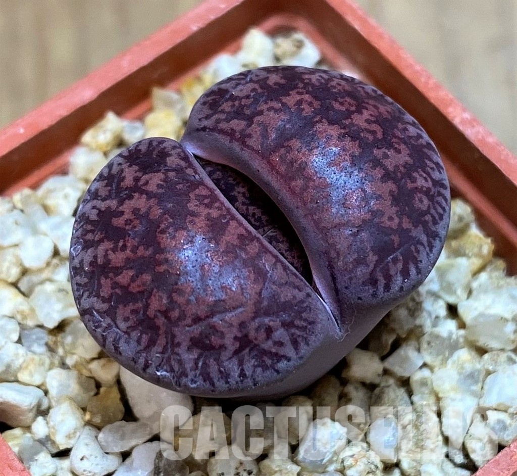 SH28999 Lithops lesliei ‘Fred’s Redhead’