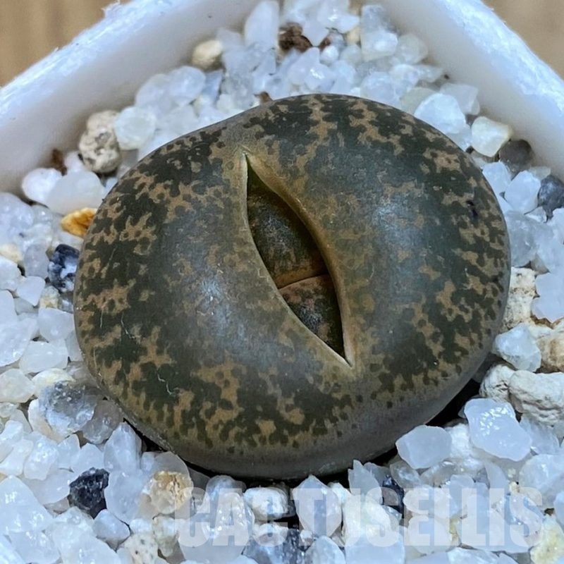 SH29001 Lithops lesliei C020
