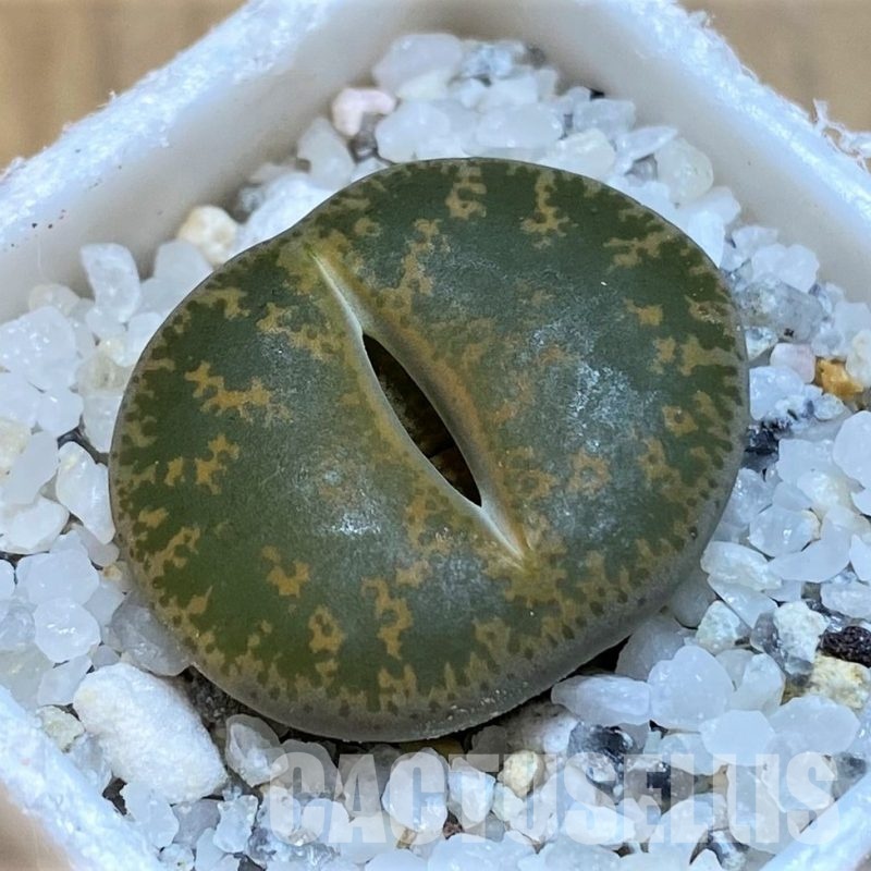 SH29002 Lithops lesliei C020