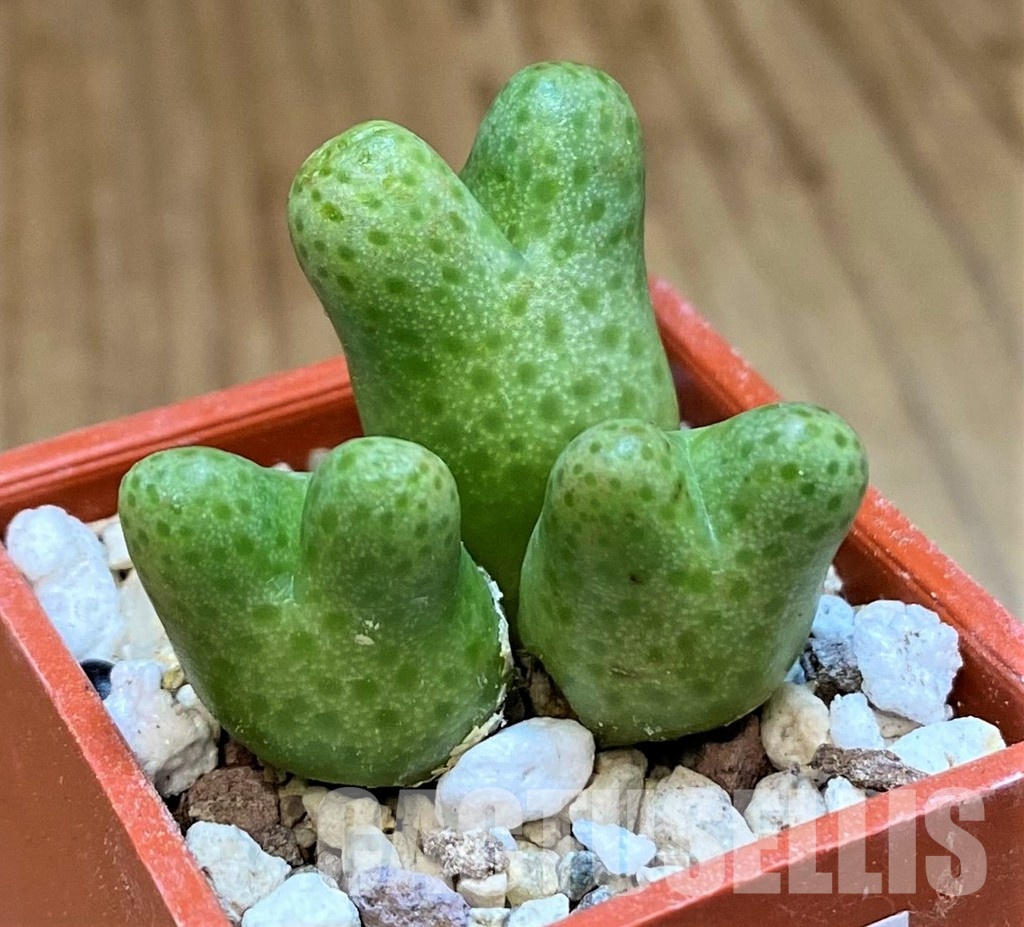 SH29004 Conophytum marginatum ssp. haramoepense - Image 2