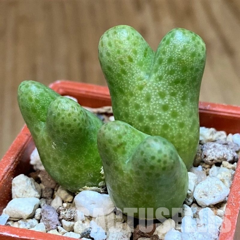 SH29004 Conophytum marginatum ssp. haramoepense
