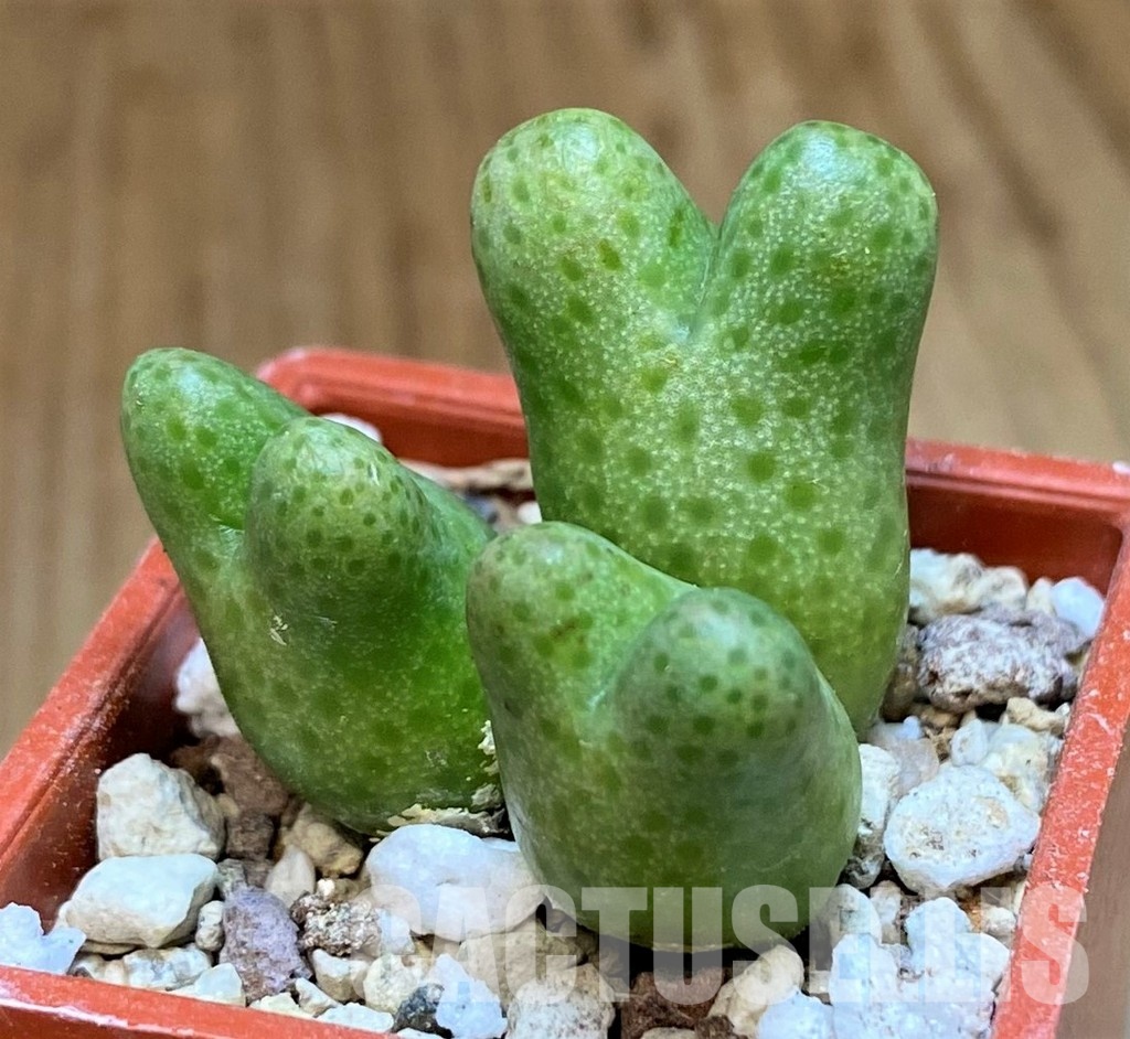 SH29004 Conophytum marginatum ssp. haramoepense