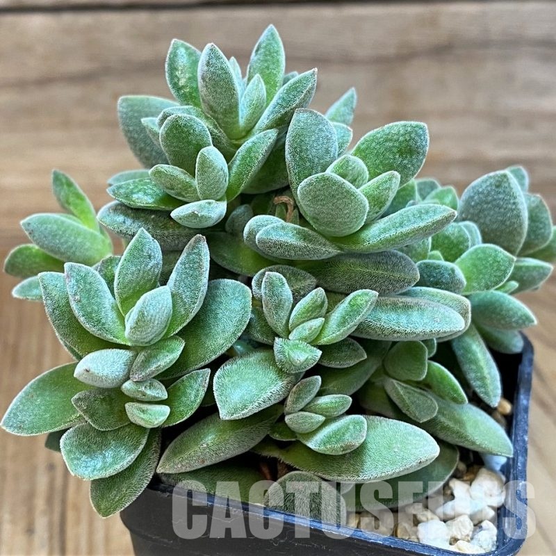 SH28945 Crassula tecta hybrid