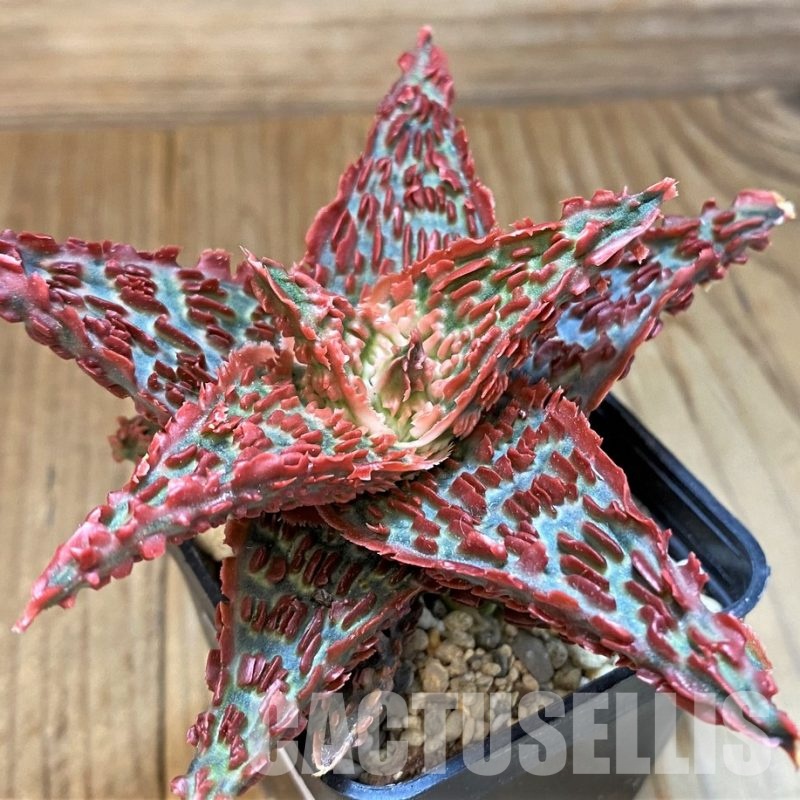 SH28946 Aloe TCT hybrid