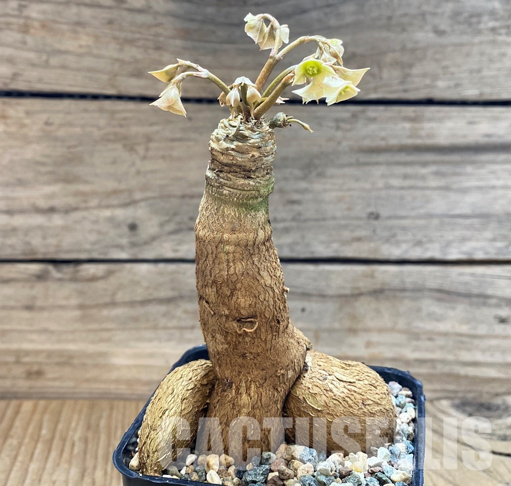 SH28938 Euphorbia Green Labatii - Obrázek 2