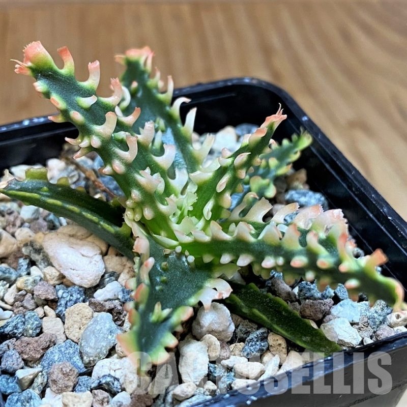 SH28948 Aloe TCT hybrid