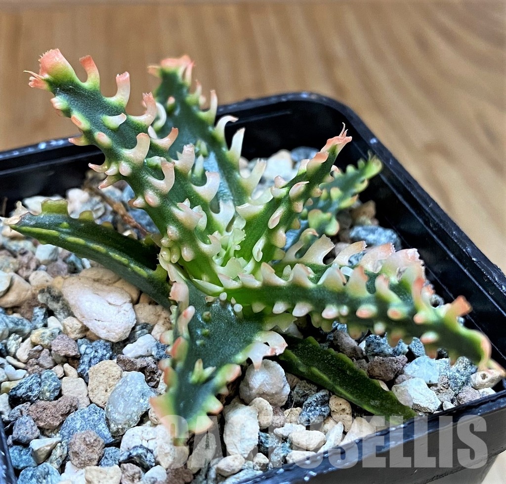 SH28948 Aloe TCT hybrid