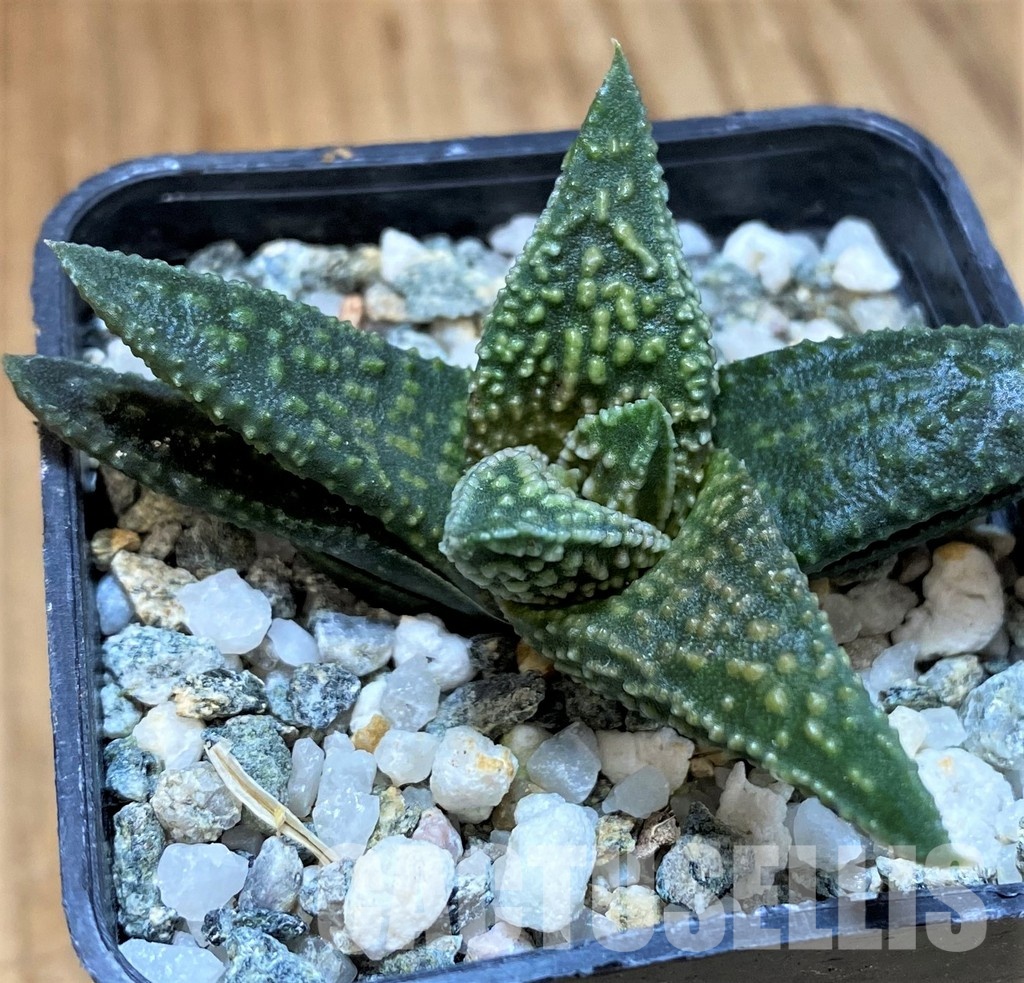 SH28949 Haworthia ‘Kintaikyo’ x pumila - Obrázek 2