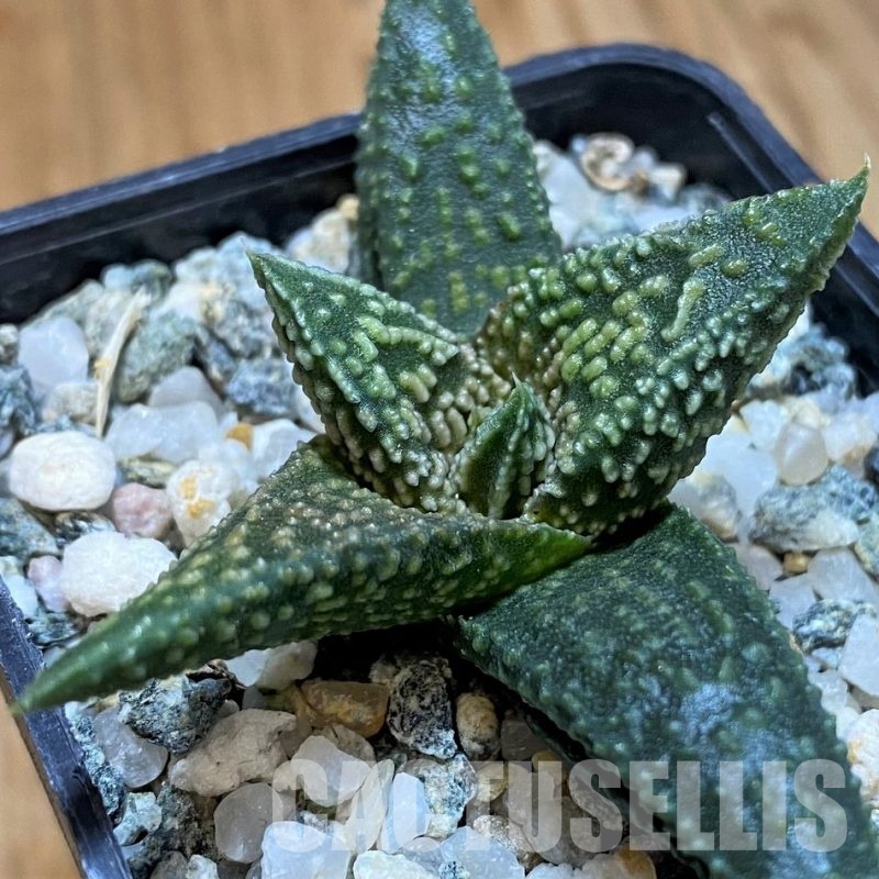 SH28949 Haworthia ‘Kintaikyo’ x pumila
