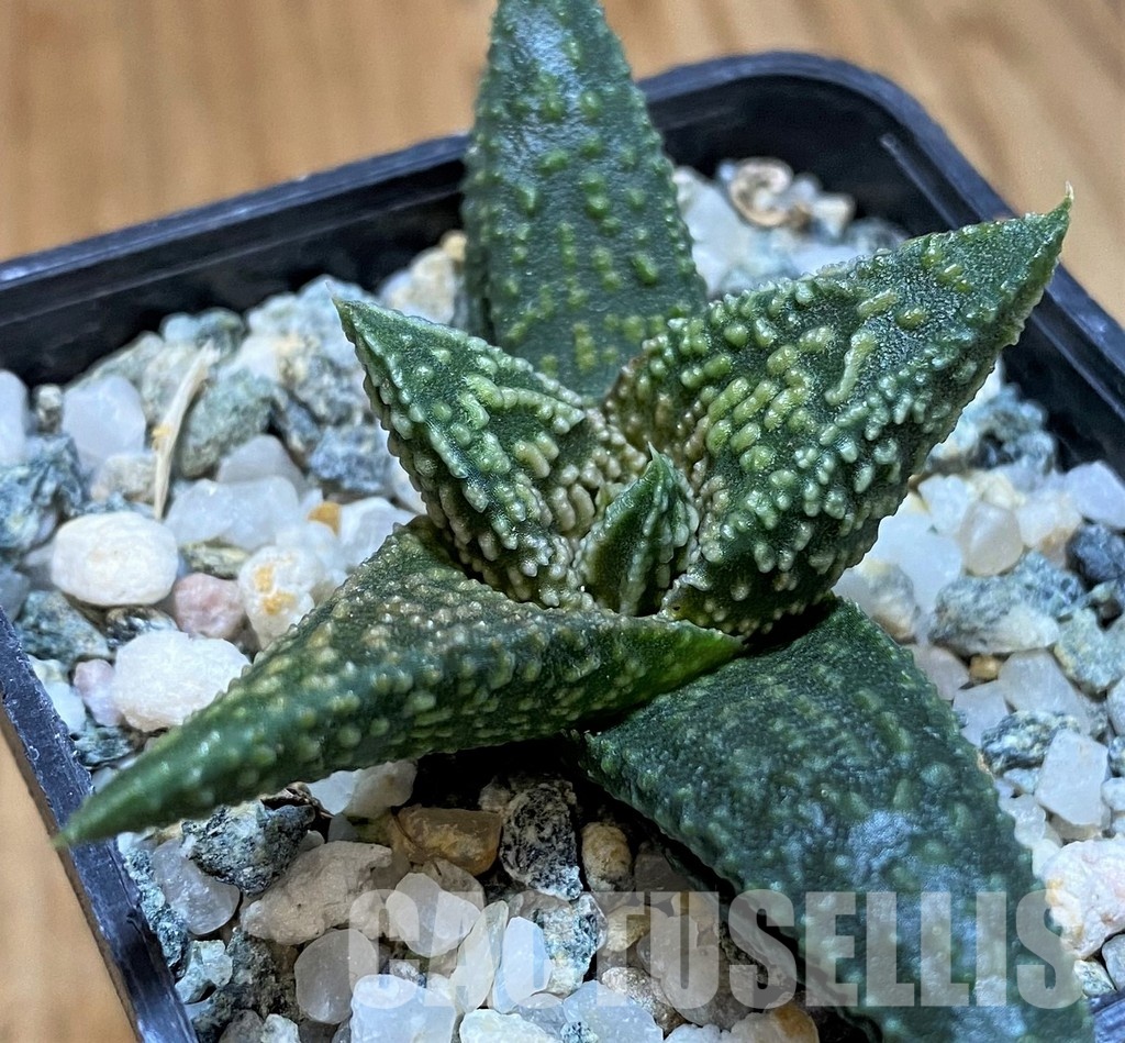 SH28949 Haworthia ‘Kintaikyo’ x pumila