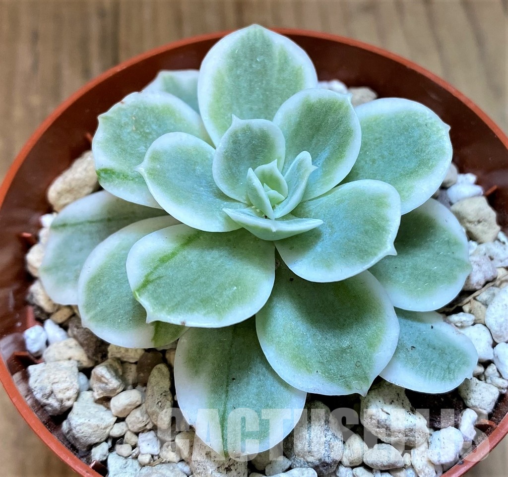 SH28950 Echeveria ‘Lemon Lime’ - Obrázek 2