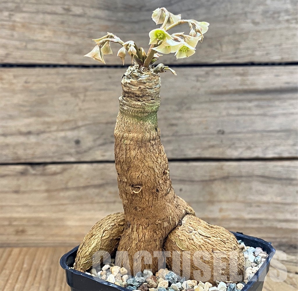 SH28938 Euphorbia Green Labatii