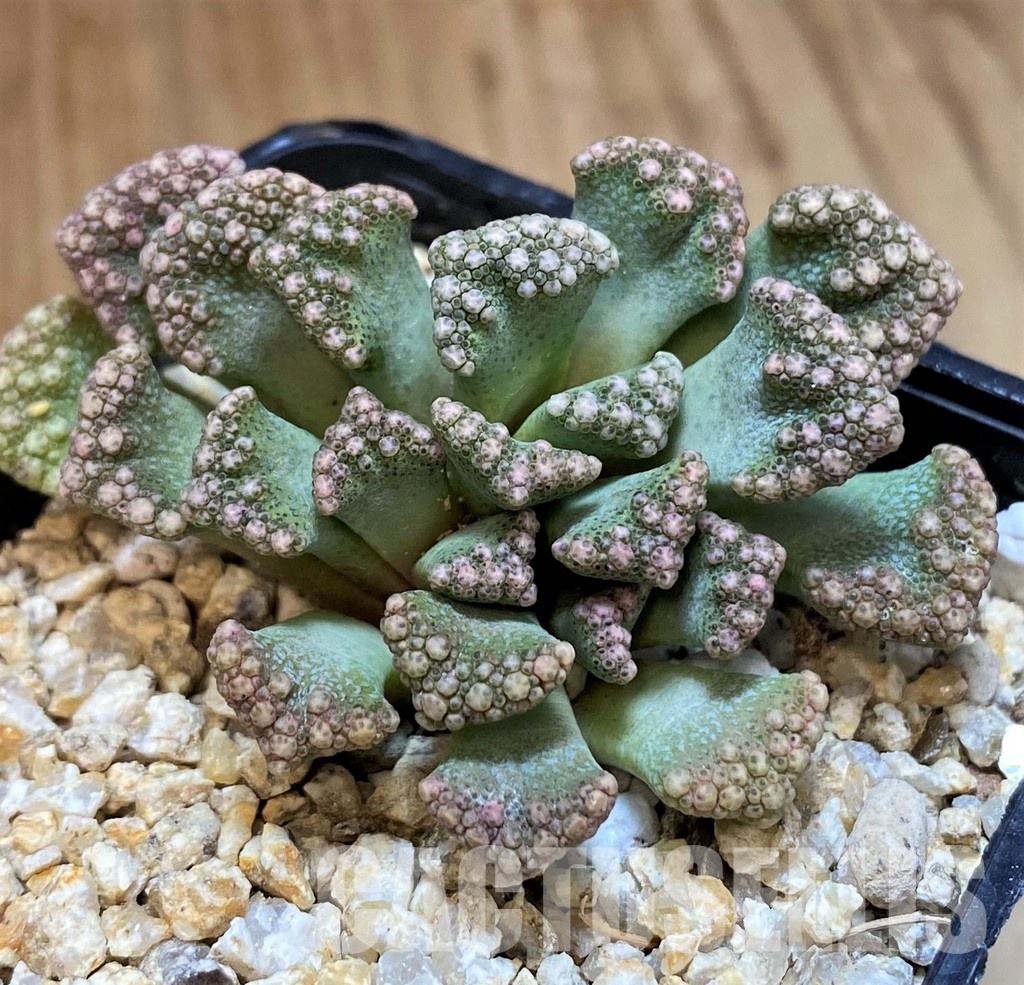 SH28951 Titanopsis calcarea, ex MG1870.22 - Obrázek 2