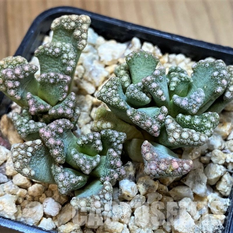 SH28952 Titanopsis calcarea, ex MG1870.22