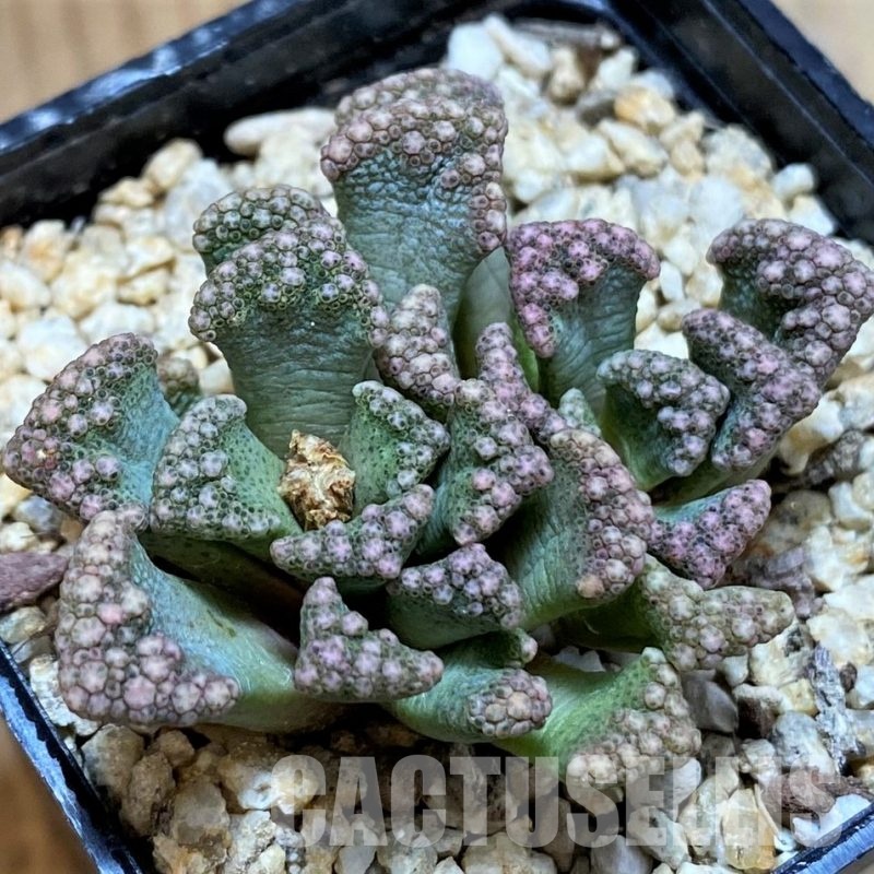 SH28953 Titanopsis calcarea, ex MG1870.22